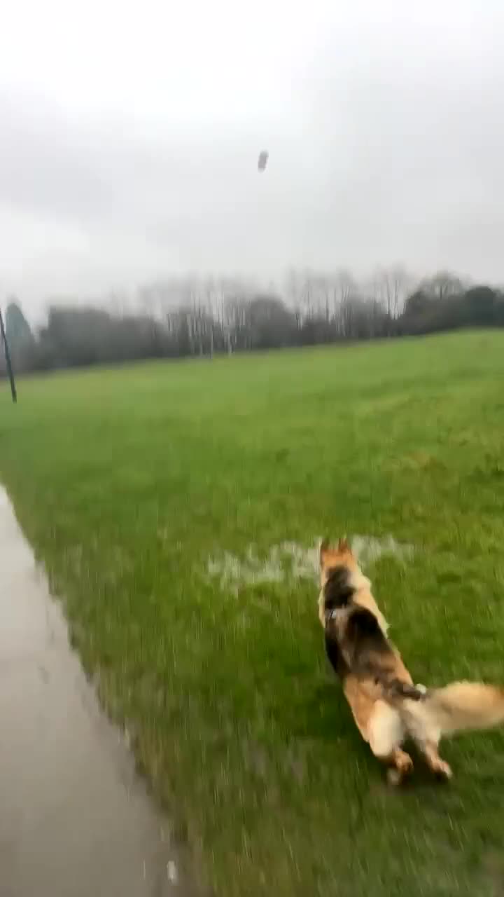 German Shepherd dogs for sale: German Shepherd For Adoption/Sale  - Video 1