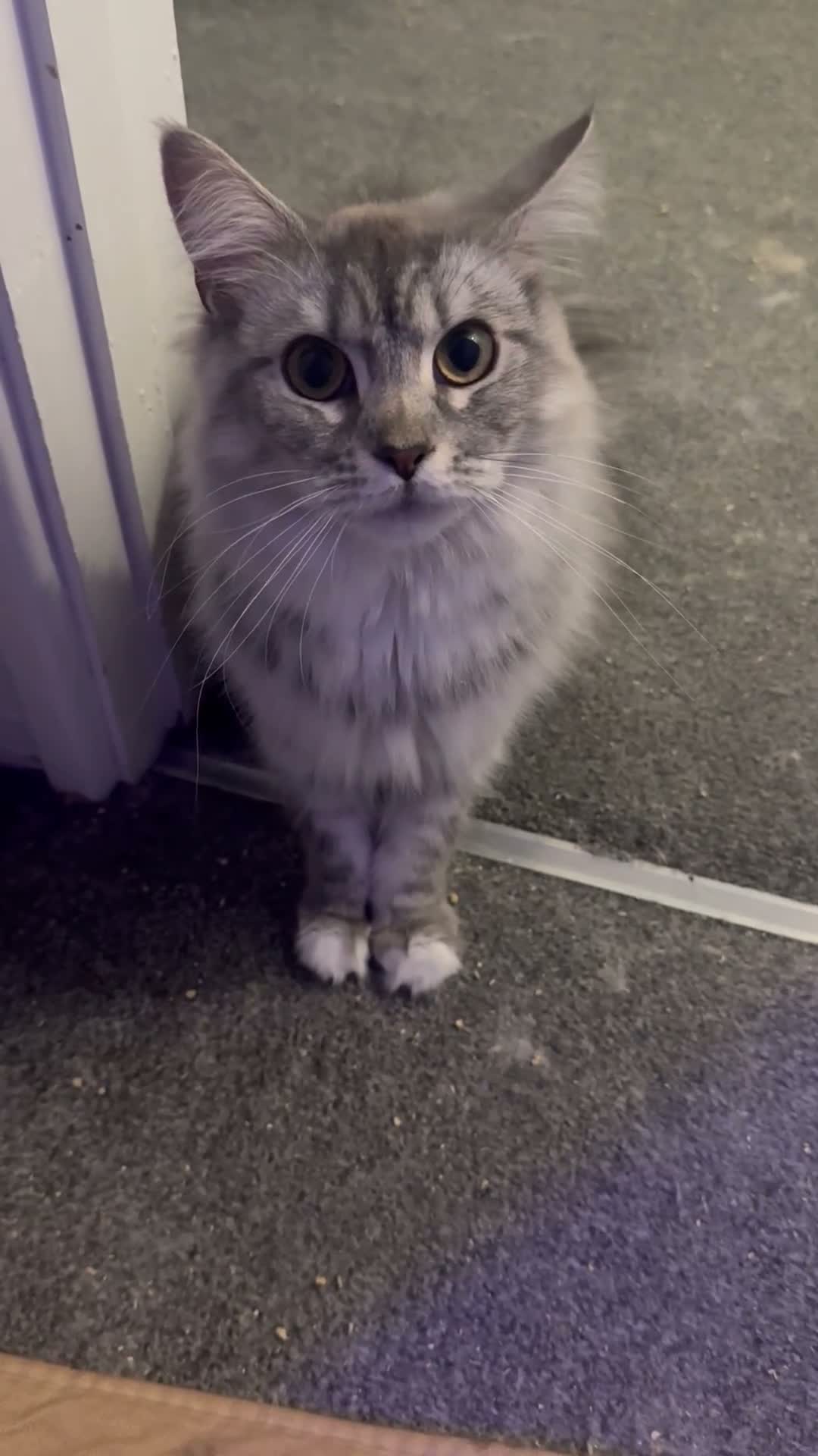 Mixed Breed cats for sale: Loving home wanted for Luna❤️ in Tonypandy - Video 1