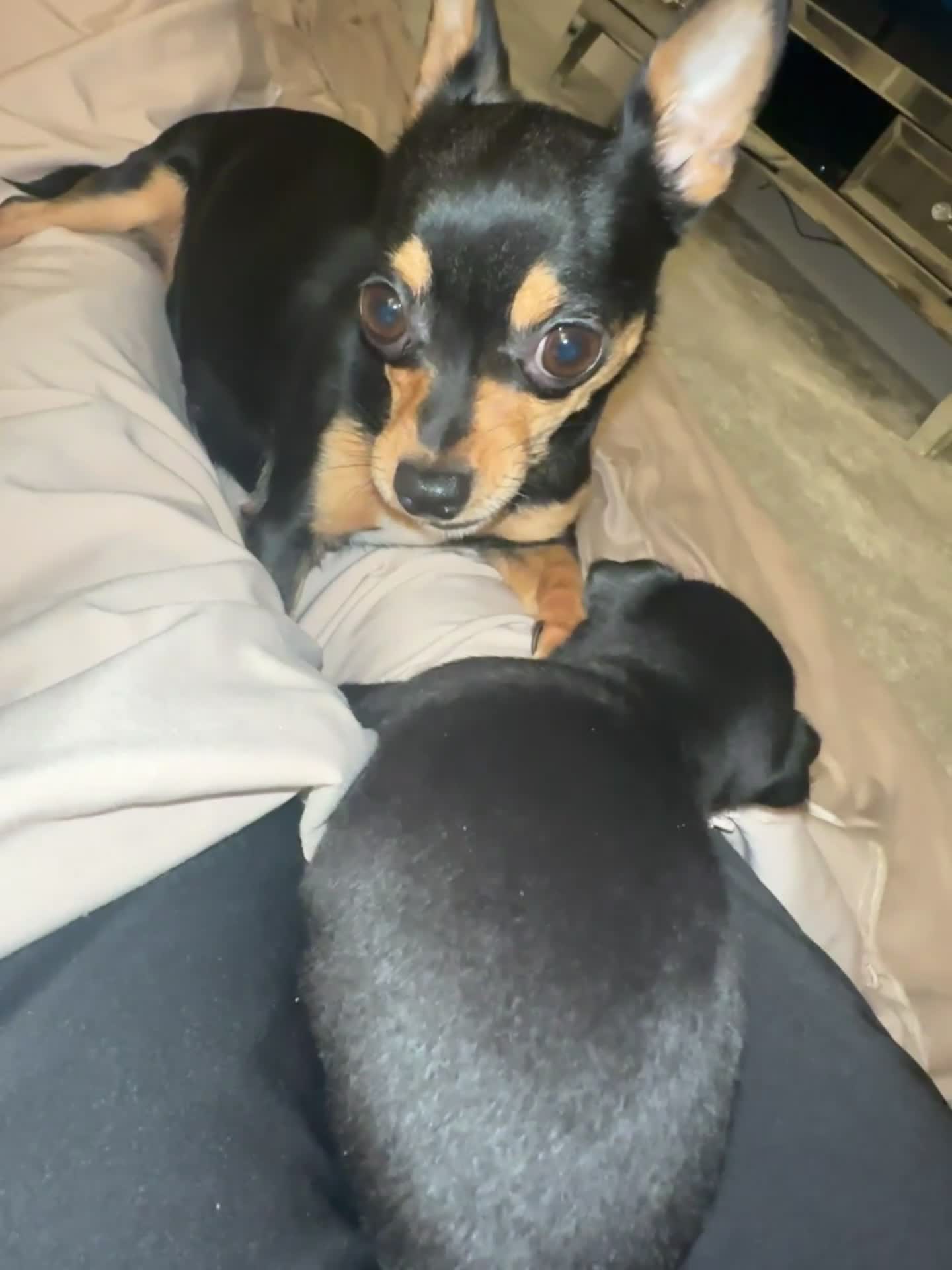 Chihuahua dogs for sale: Black chihuahua boy  - Video 1