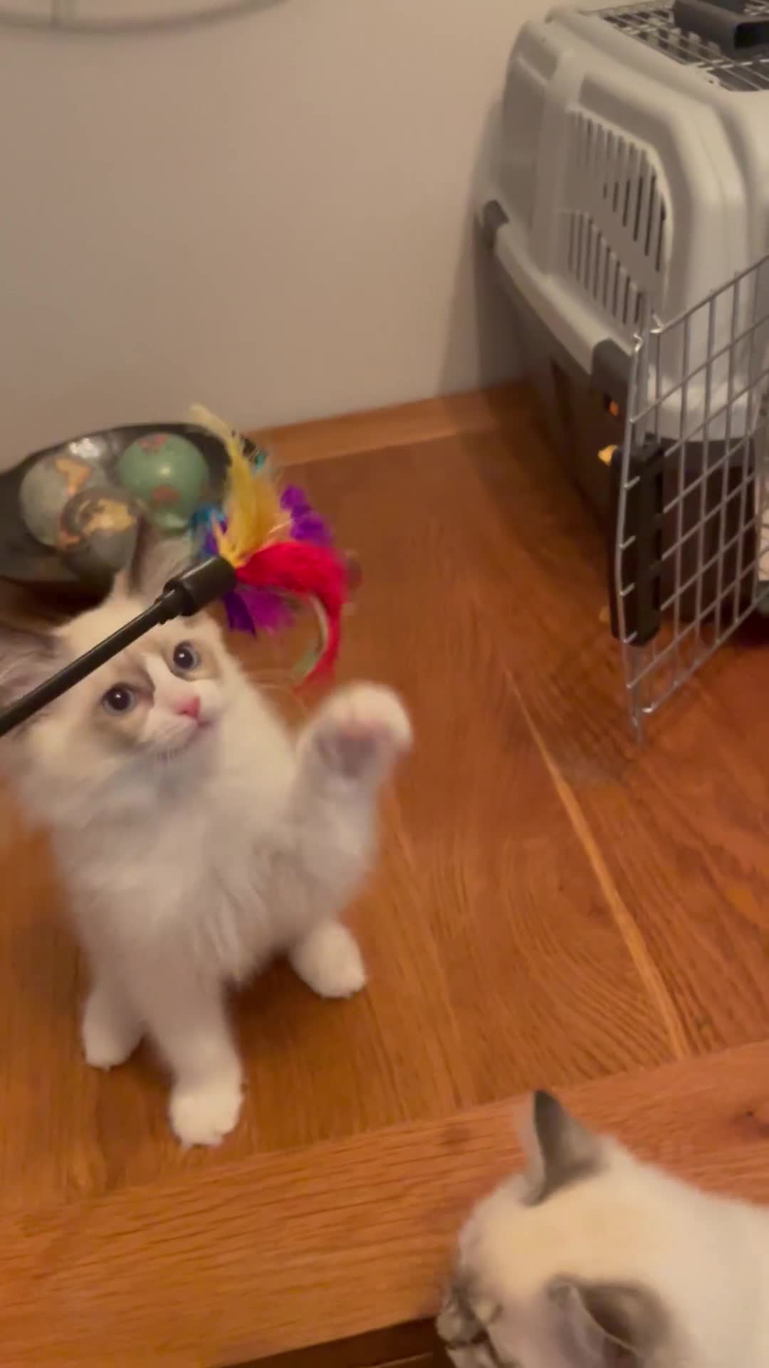 Ragdoll cats for sale: 1 left - Pedigree Bicolour Ragdoll kittens  - Video 1