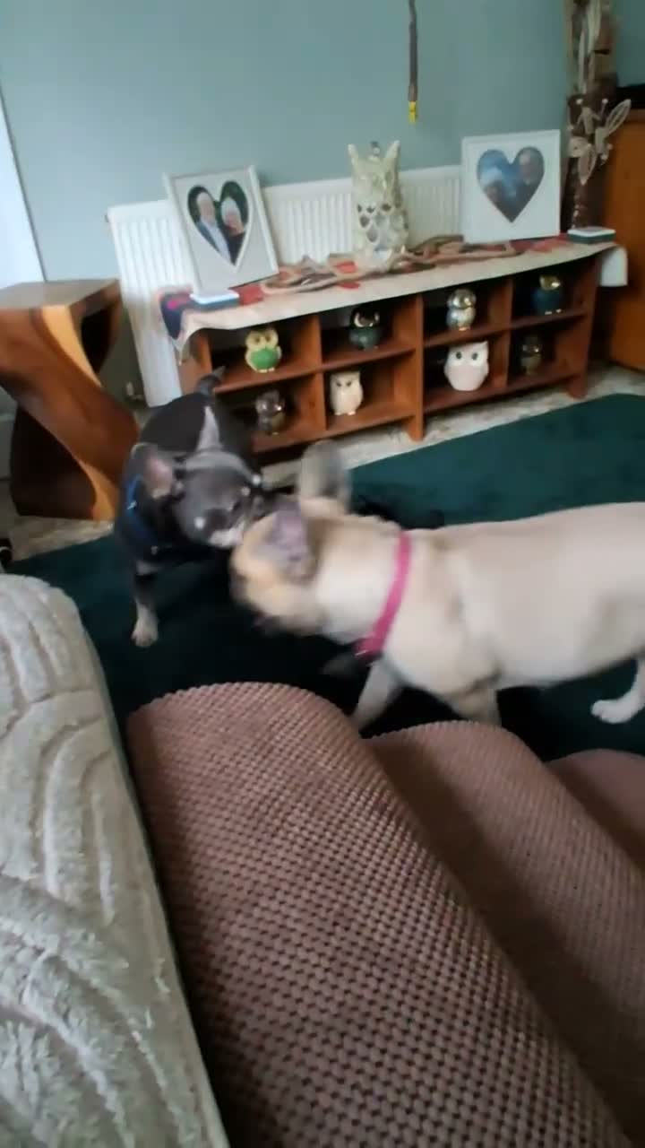 French Bulldog dogs for sale: 2 STUNNING FRENCHIES LEFT - Video 1