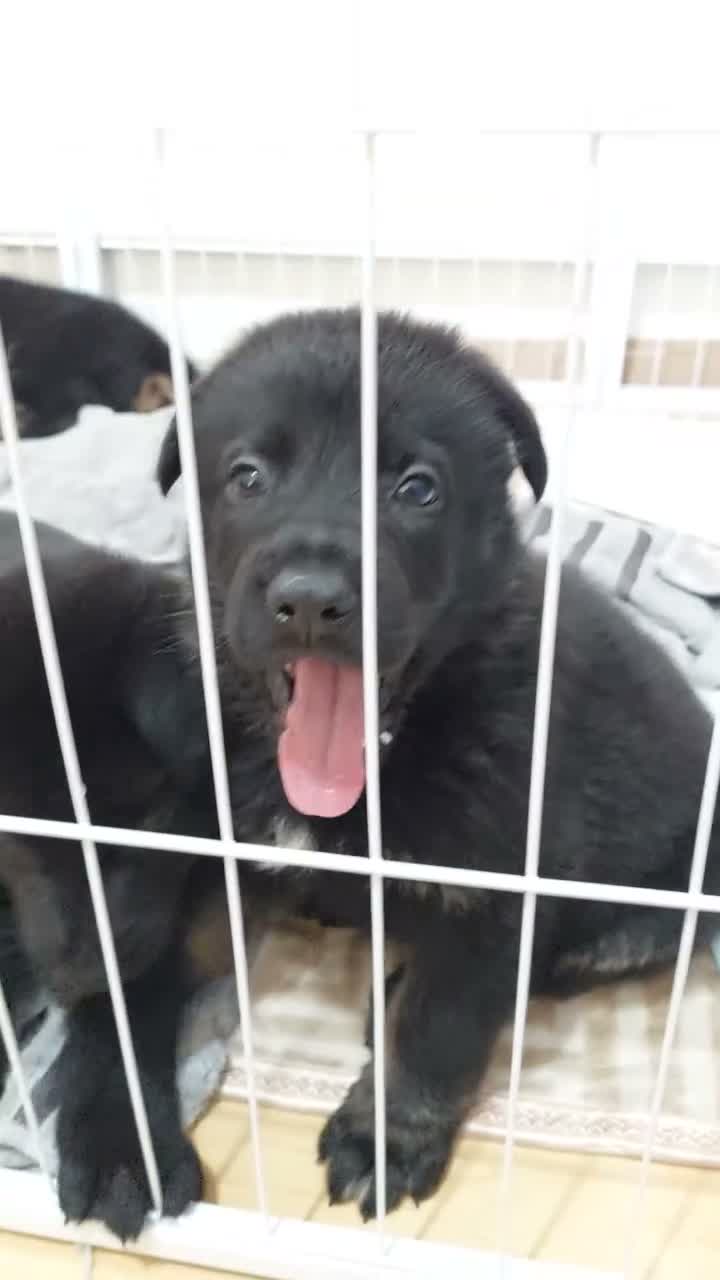 German Shepherd dogs for sale: GERMAN SHEPHERD PUPPIES 🐶  - Video 3