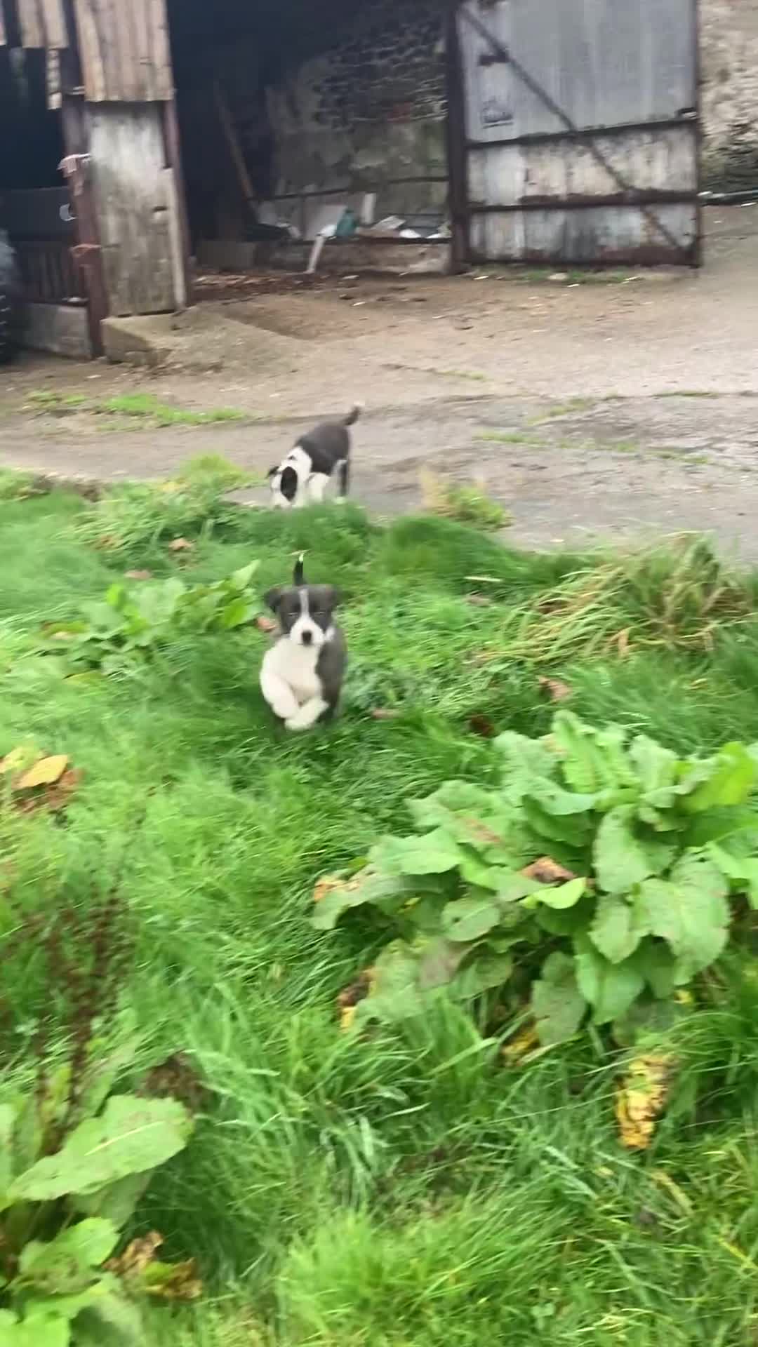 Border Collie dogs for sale: Playful pups - Video 1