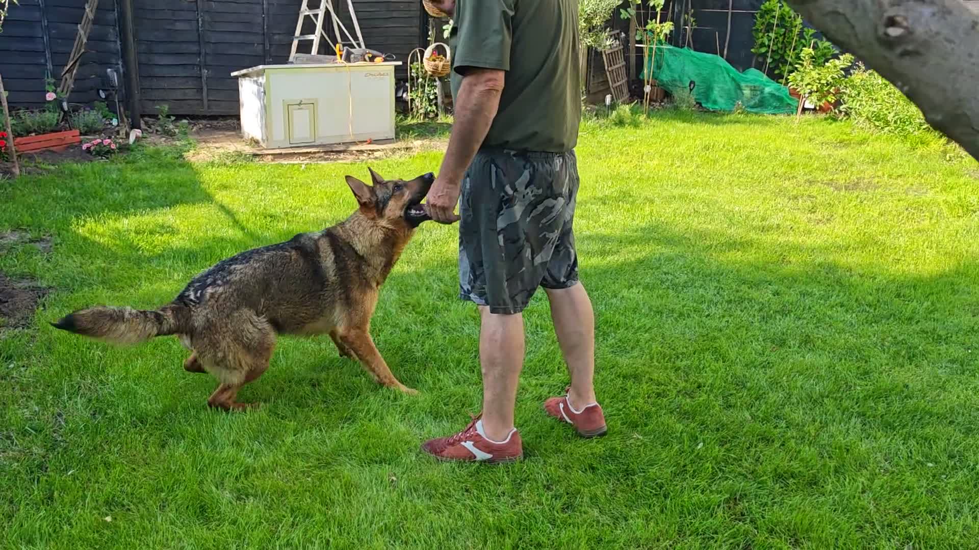 German Shepherd dogs for sale: German shepherd Female 2 Years old  - Video 3