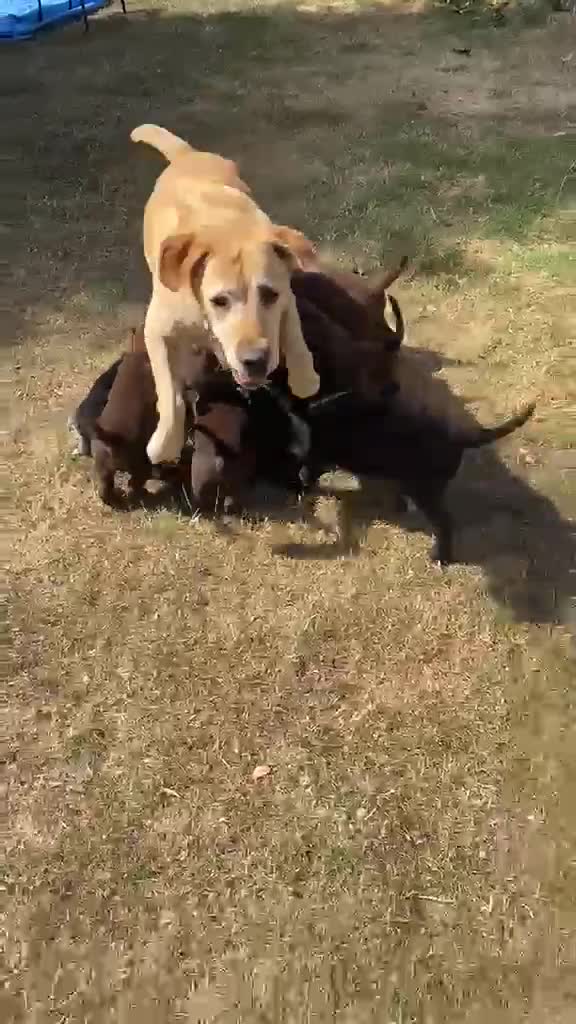 Labrador Retriever dogs for sale: Beautiful Chunky Labrador Puppies  - Video 2