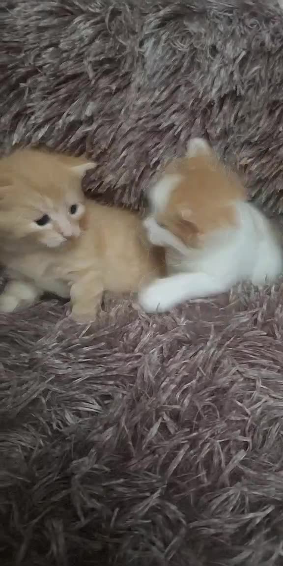 American Shorthair cats for sale: 4 kittens  - Video 1