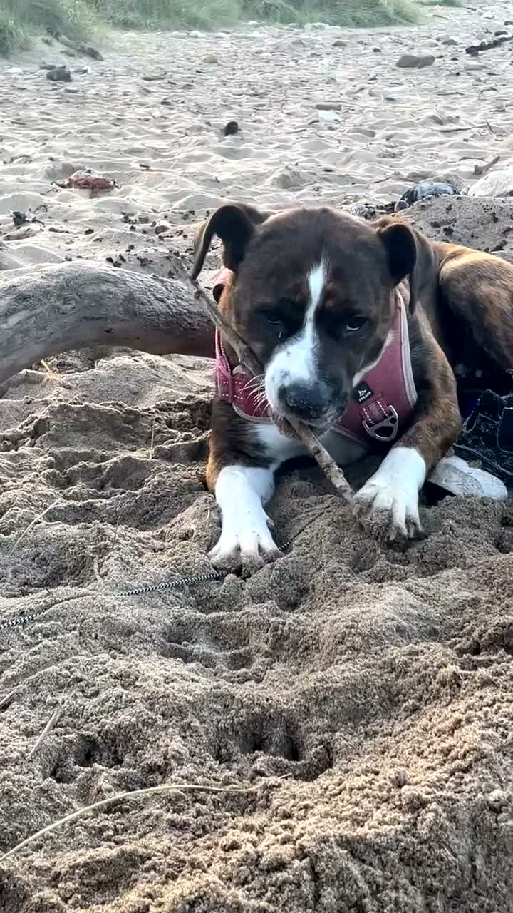 Staffordshire Bull Terrier dogs for sale: 3yr old staffy x bulldog  - Video 1