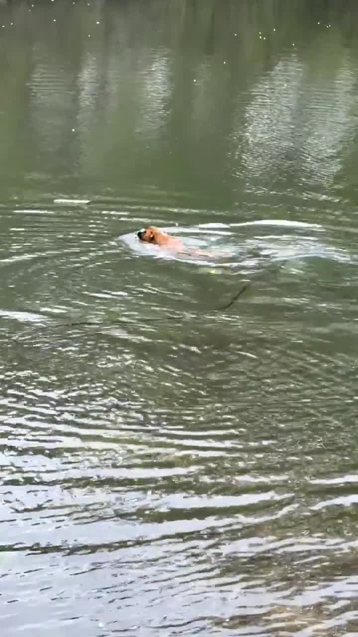 Boxer dogs for sale: Hank! in London - Video 1