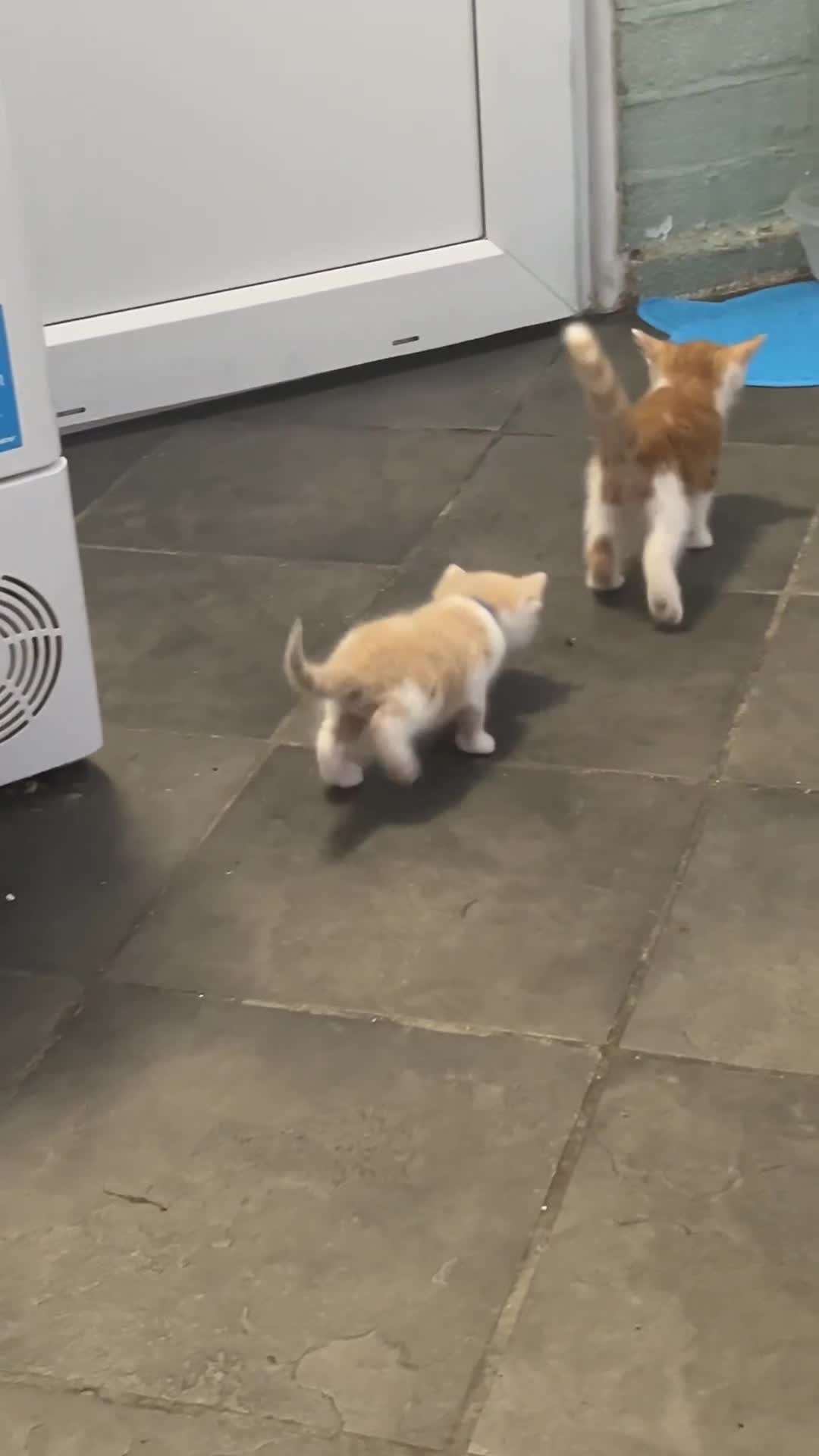 British Shorthair cats for sale:  8-Week-Old Kittens Ready for Loving Homes 🐾 - Video 3