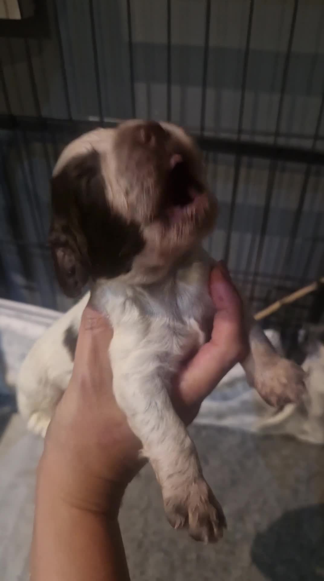 Cocker Spaniel dogs for sale: Stunning kc working cocker spaniels - Video 1