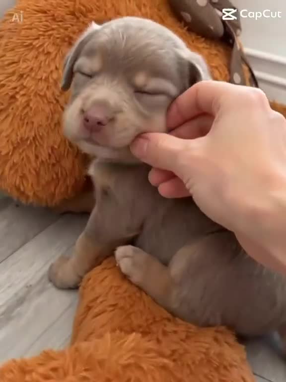 Labrador Retriever dogs for sale: Big beautiful chunky Labrador puppies - Video 1