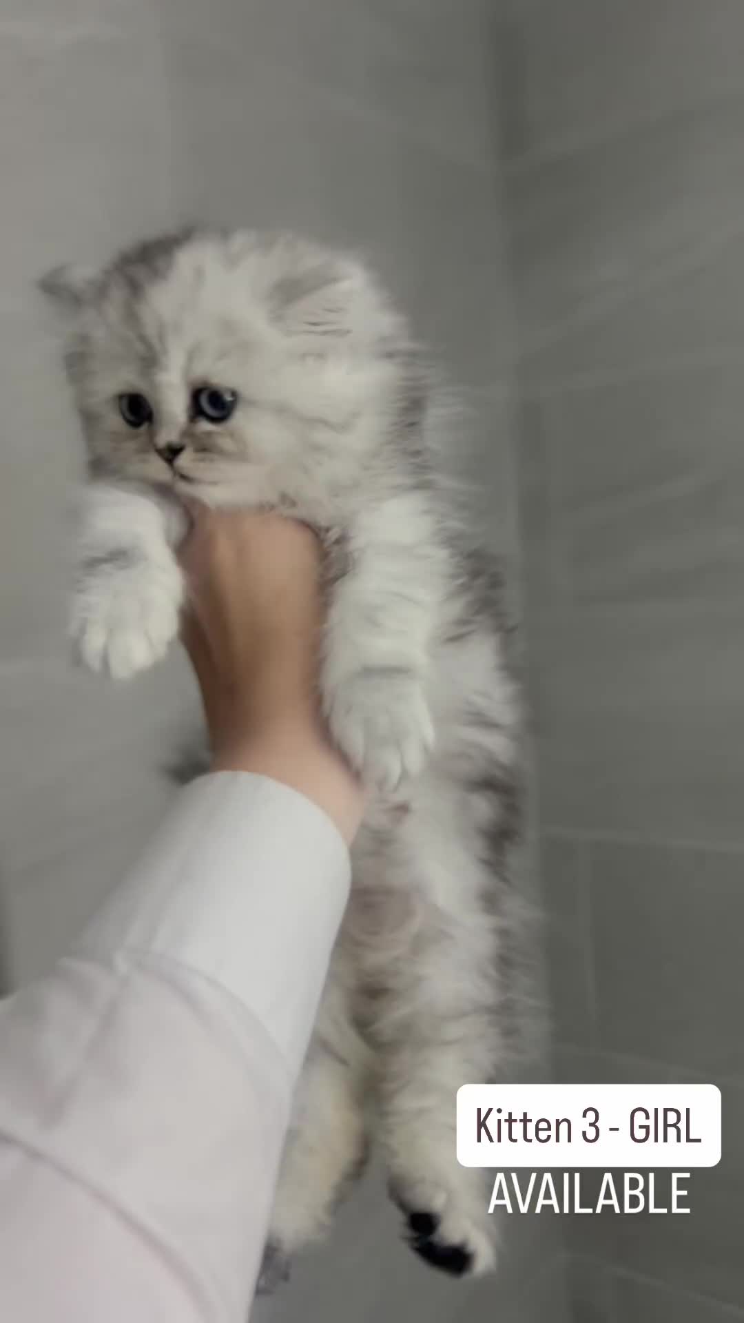 Persian cats for sale: 🎀4 BOYS LEFT!!🎀Persian Chinchilla Kittens 💎💎 - Video 3