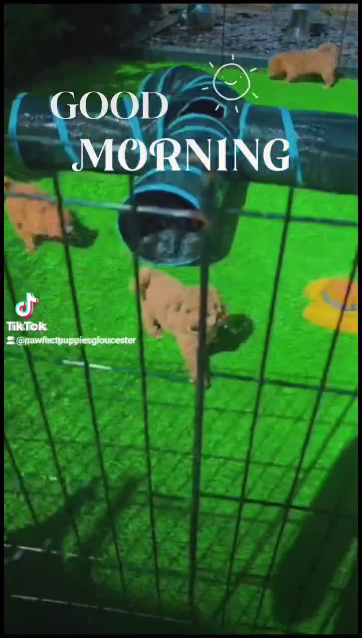 Toy Poodle dogs for sale: ❤️🐾KC RED/APRICOT TOY POODLES REGISTER UR INTERES - Video 1