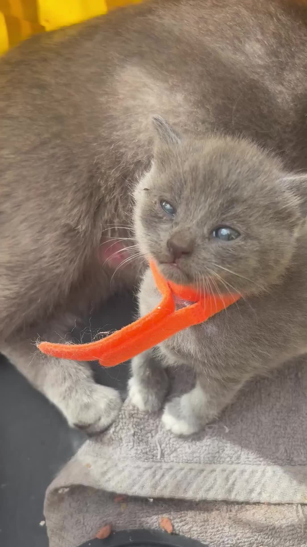 British Shorthair cats for sale: British Shorthair chocolate/grey colours  - Video 1