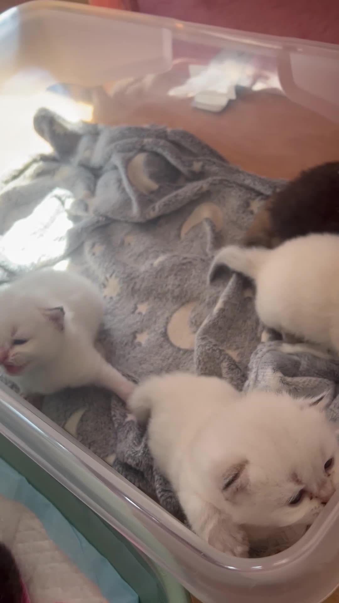British Longhair cats for sale: Stunning British Longhair Kittens Ready to collect - Video 2