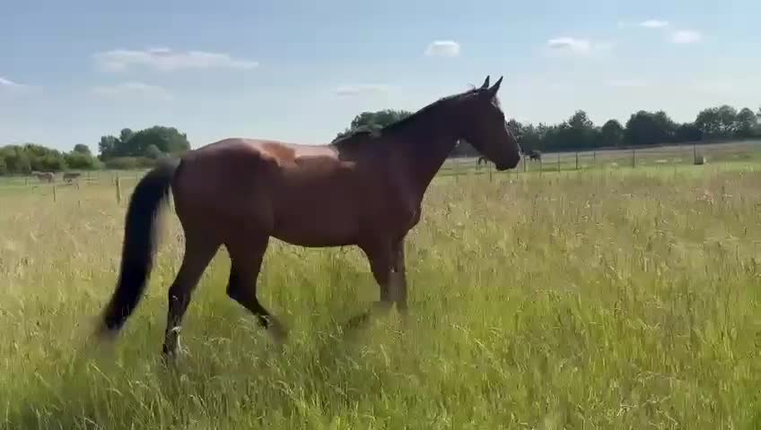 Holstein horses for sale: Beautiful Gelding for sale.  - Video 1