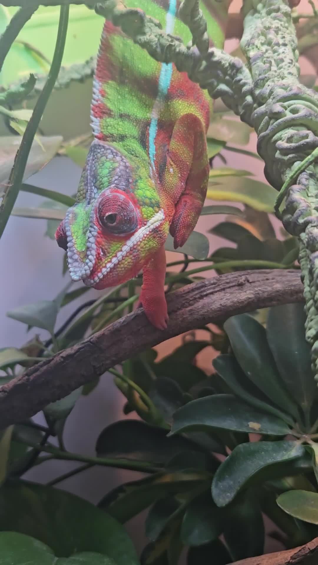 Chameleon reptiles for sale: Ambilobe Panther Chameleon Male (9 months old)  - Video 4