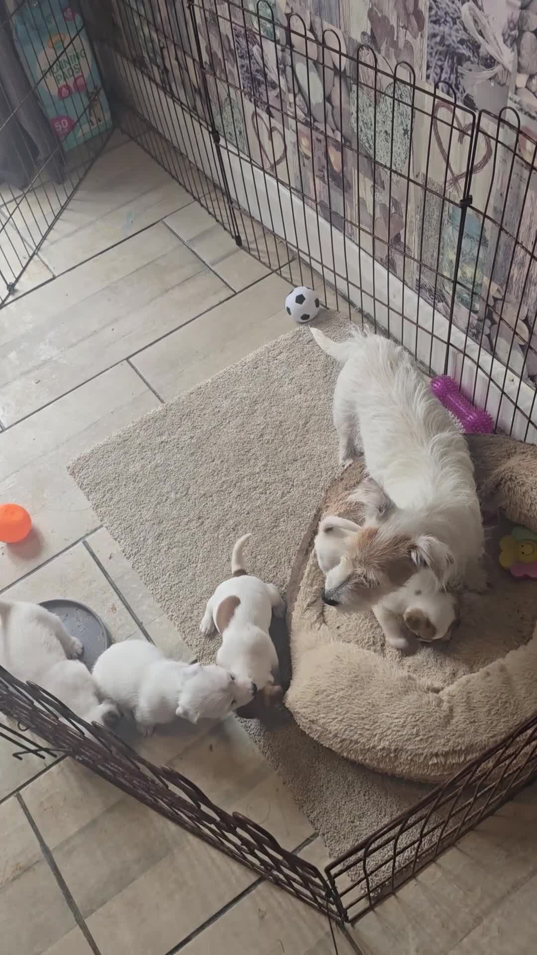 Jack Russell dogs for sale: Jack Russell puppies 🐶  - Video 1