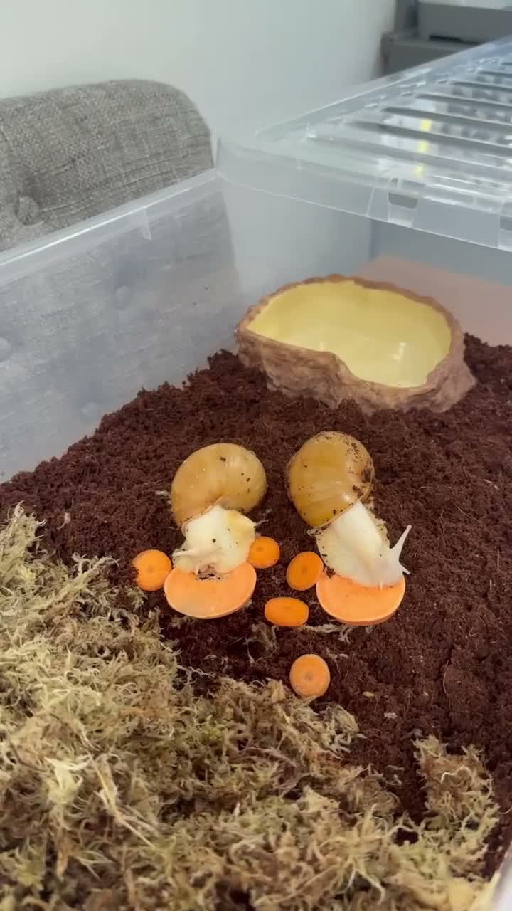 Snails invertebrates for sale: Two Albino Jadatzi Giant African Land Snails  - Video 1