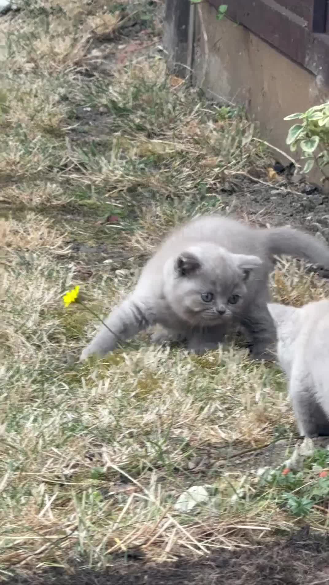 British Shorthair cats for sale: Stunning BSH kittens  - Video 2