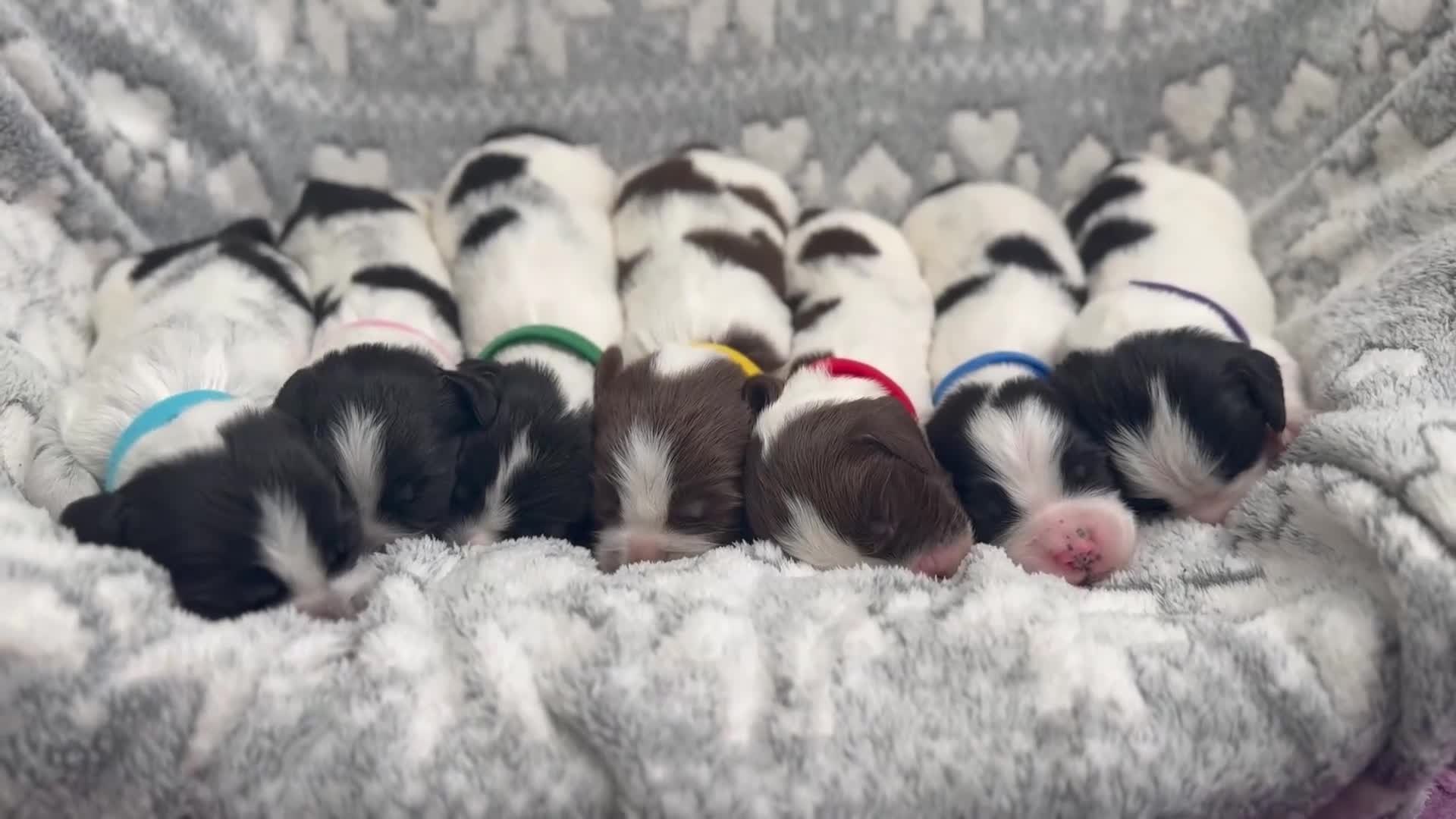 Sprocker dogs for sale: Extensively Health Tested Puppies - Video 1