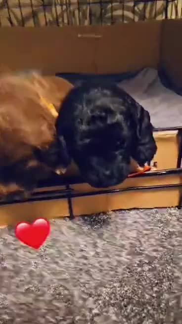 Bedlington Terrier dogs for sale: Bedlington whippet  - Video 1