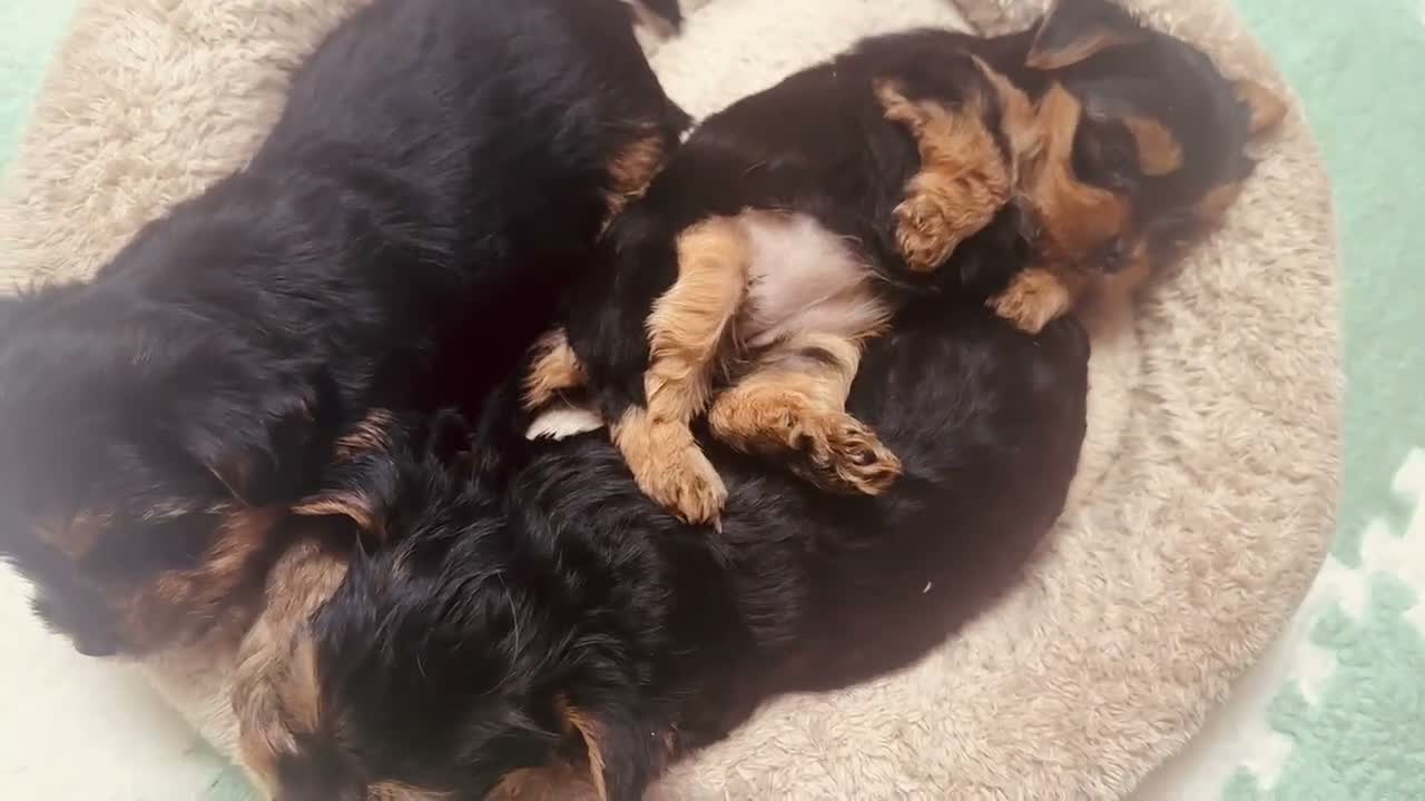 Yorkshire Terrier dogs for sale: 🐾  Beautiful Yorkshire Terrier Puppies  🐾 - Video 3