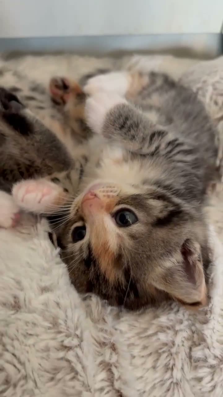 Mixed Breed cats for sale: Last Little Girl - Ready 16 October - Video 1