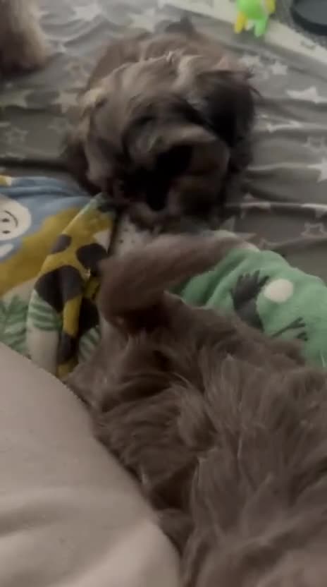 Shih Tzu dogs for sale: Beautiful Imperial Shih Tzus  - Video 1