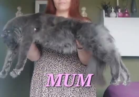 Maine Coon cats for sale: Beautiful large boys Russian Bloodline  - Video 1