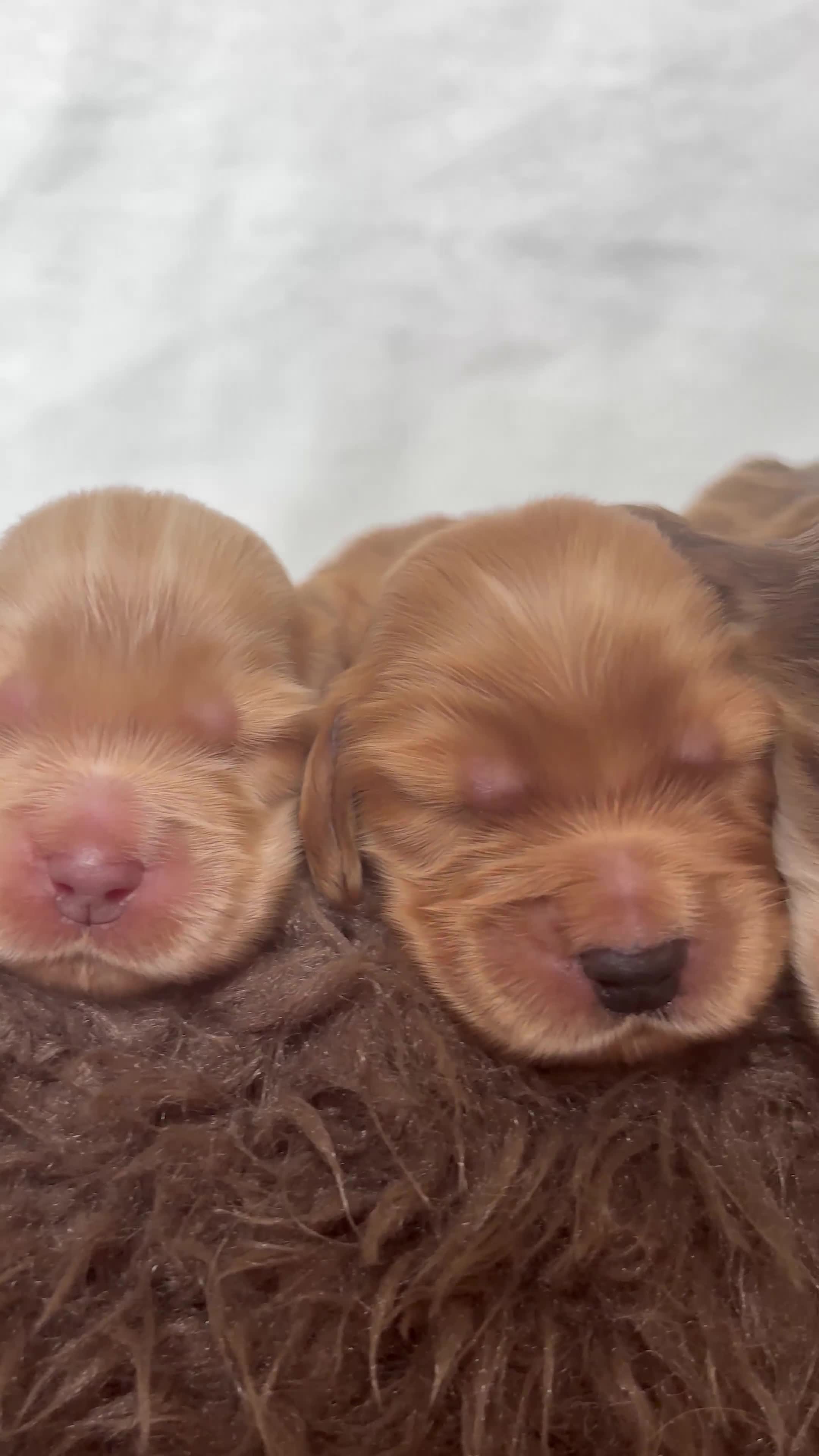 Cocker Spaniel dogs for sale: Beautiful family SHOW cocker spaniels - Video 1
