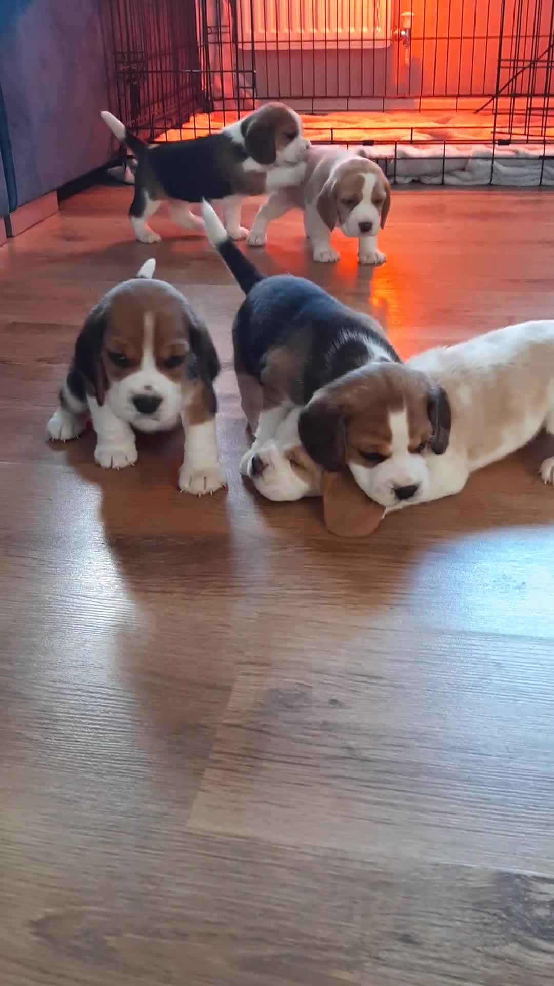 Beagle dogs for sale: Adorable Beagle Puppies for Sale - Video 1