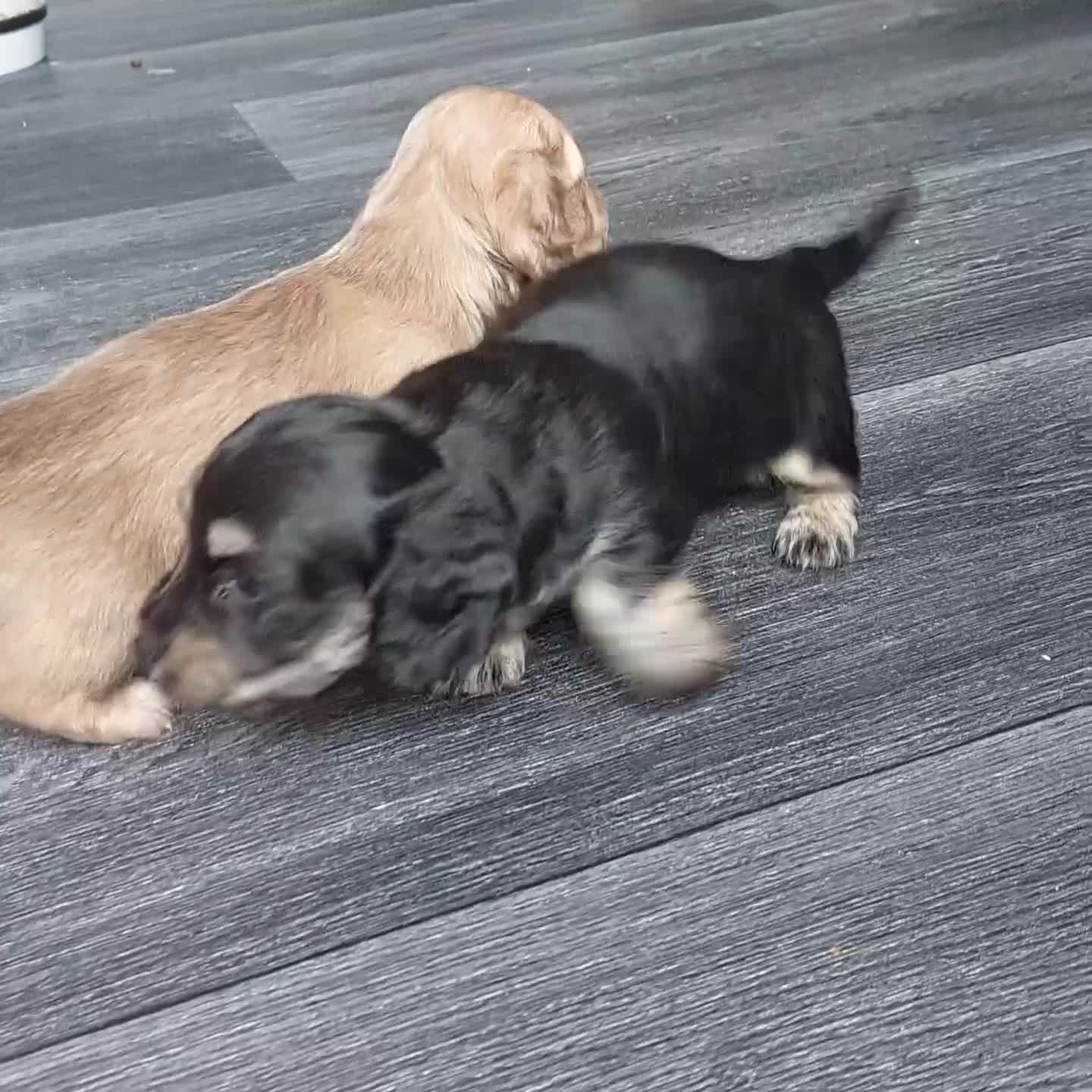 Miniature Dachshund dogs for sale: Top-Quality Miniature Dachshund Puppies - Video 1