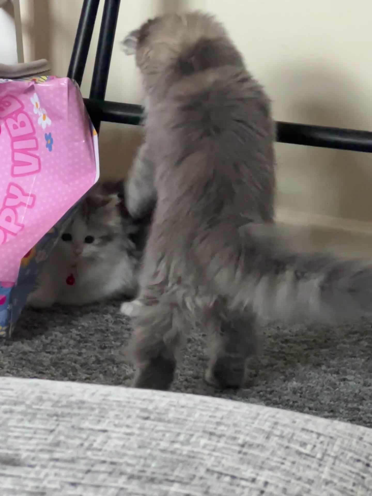 Persian cats for sale: Persian Chanchilla for Sale - Video 3