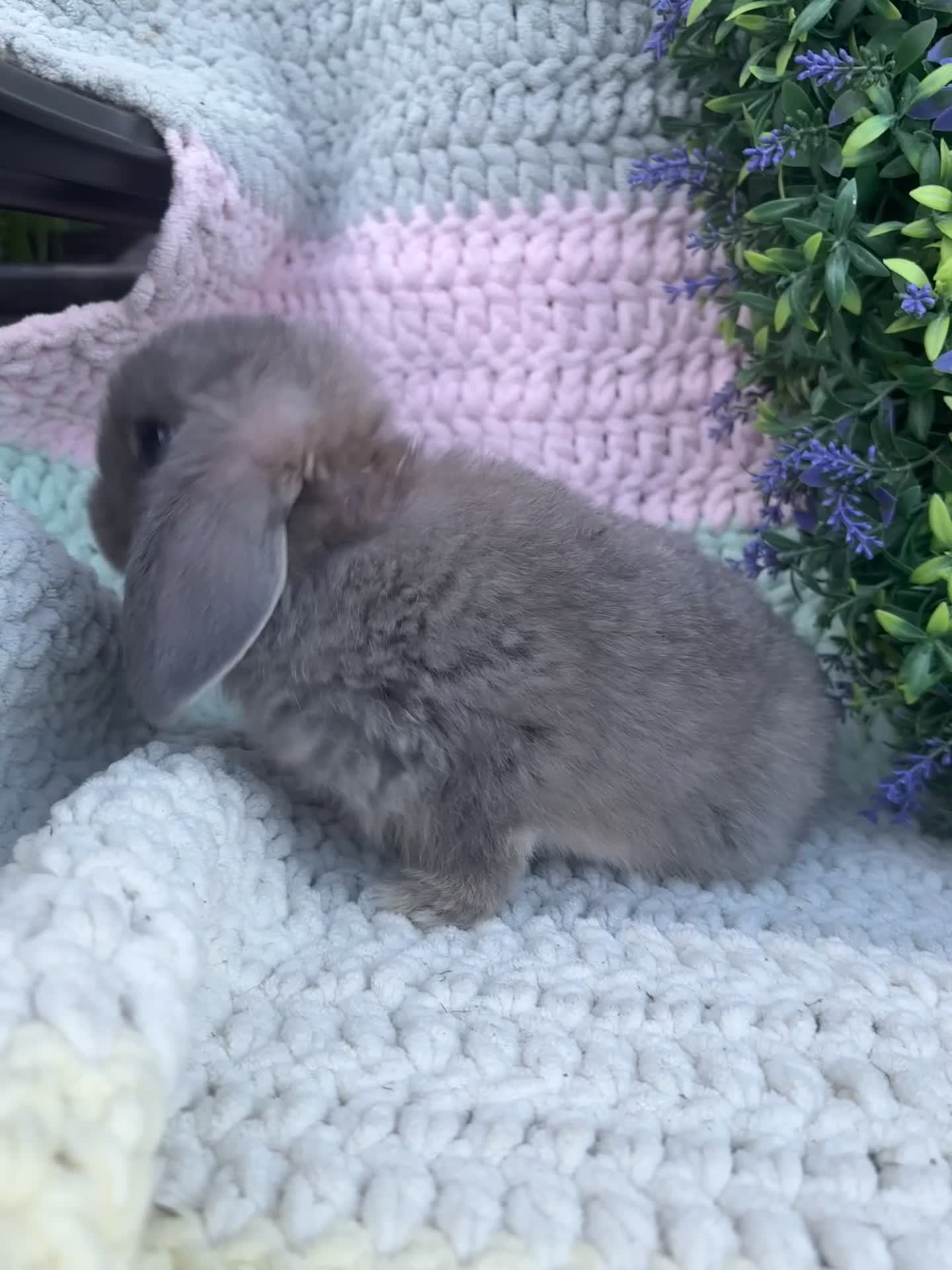 Mini Lop rabbits for sale: 2 lovely girls looking for 5⭐️ homes - Video 1