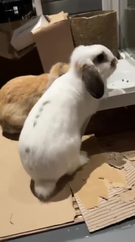 Mini Lop rabbits for sale: Bonded Mini Lop Rabbits + Hutch & Cage - Video 2