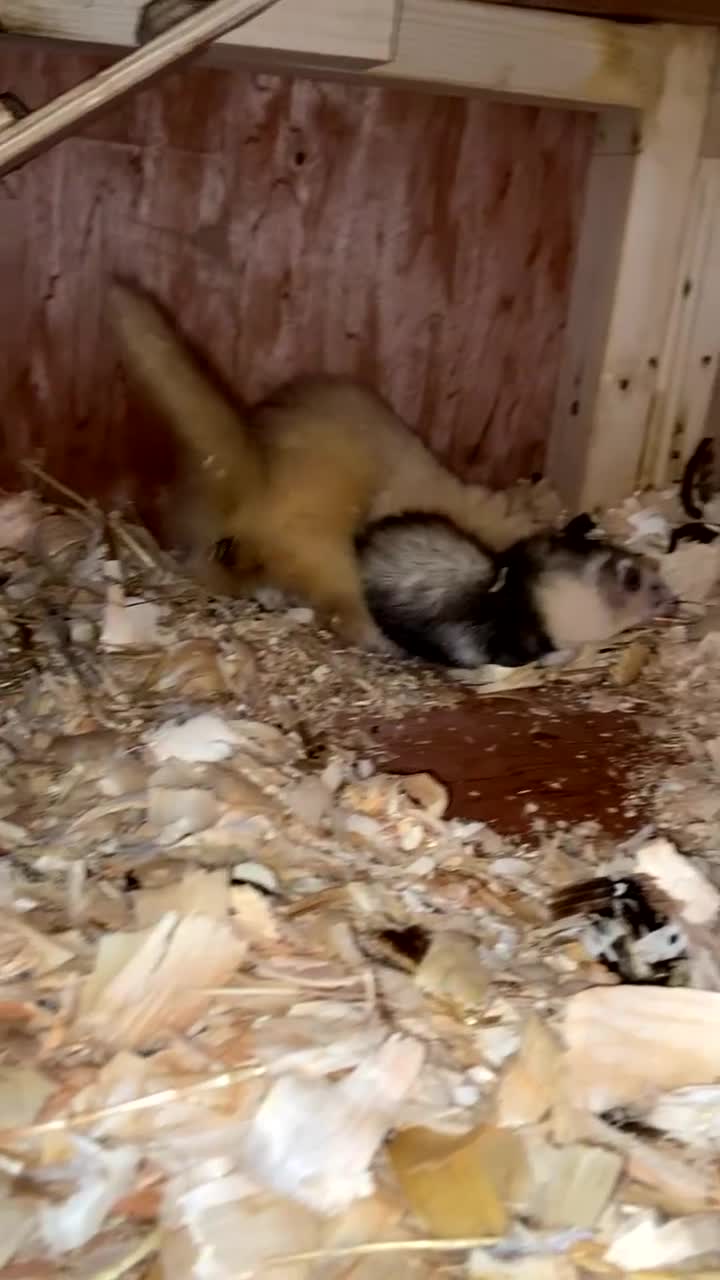 Ferret rodents for sale: Micro ferrets  in Sandbach - Video 3