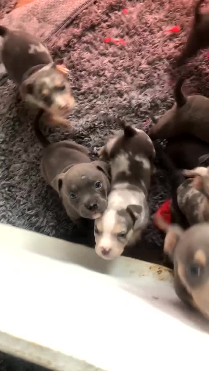 American Bully dogs for stud: Ghost  in Manchester - Video 2