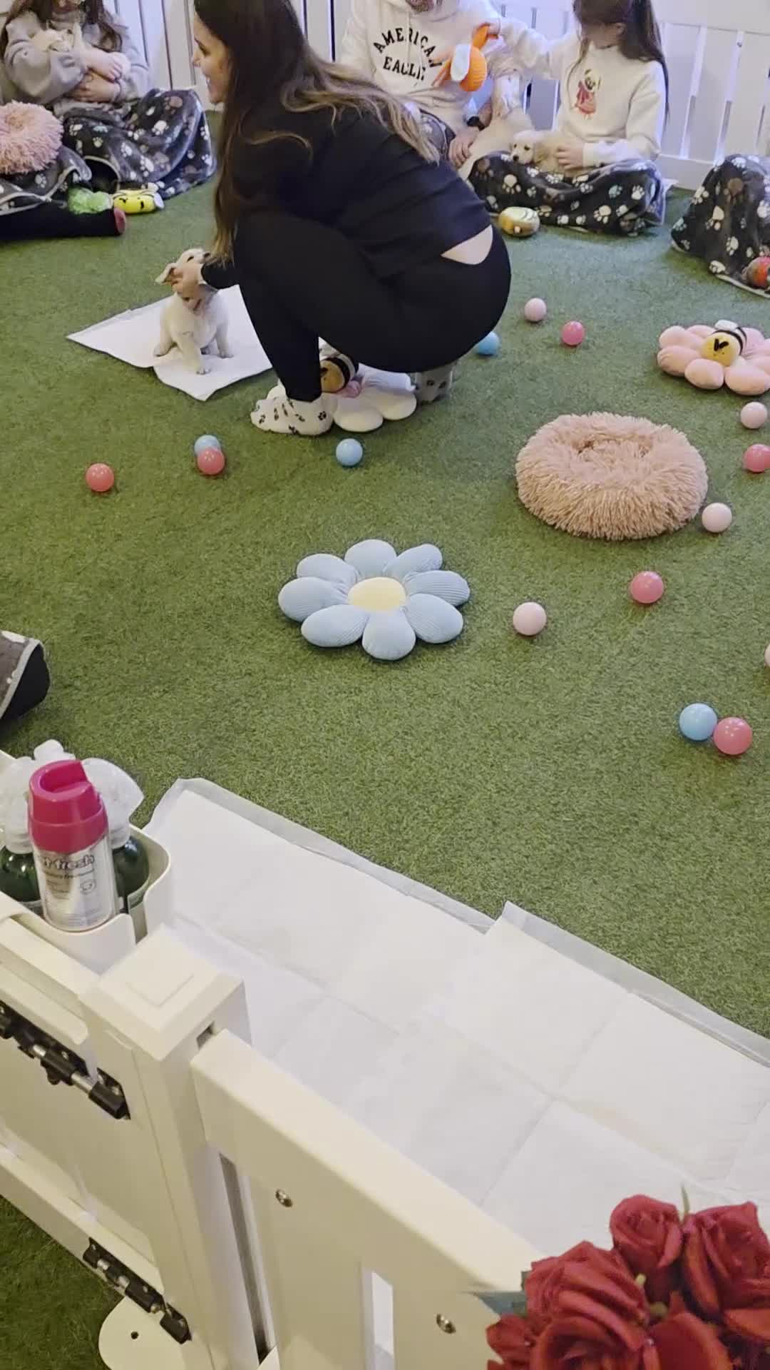 Golden Retriever dogs for sale: KC Golden Retriever Puppies-Excellent Temperament  - Video 1