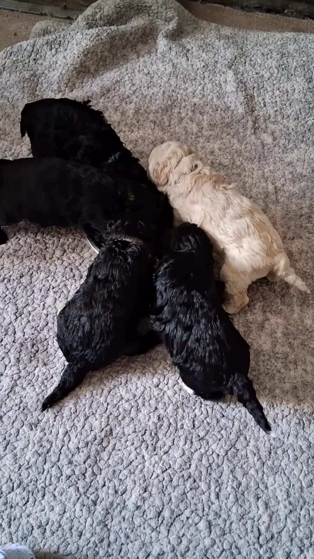 Toy Poodle dogs for sale: Gorgeous Toy Poodle Pups - Video 1