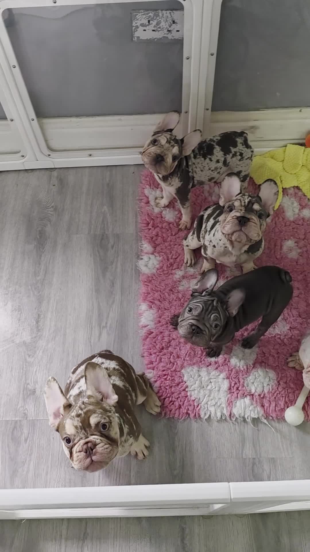 French Bulldog dogs for sale: 💯 READY TO LEAVE 💥 2 BOYS AVAILABLE 💯 - Video 1