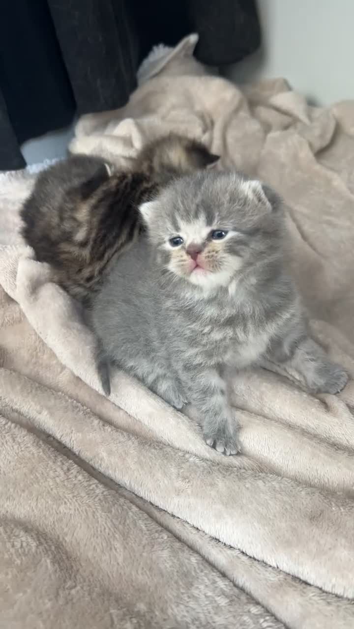 Scottish Fold cats for sale: Rare Scottish Fold x Scottish Straight Kittens 🌟 in Derby - Video 5