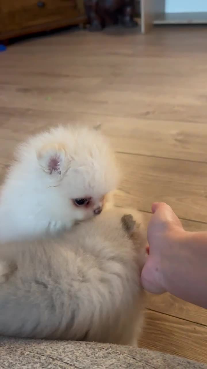 Pomeranian dogs for sale: Bridgerton KC Teddy Bear Faced Pomeranians - Video 3