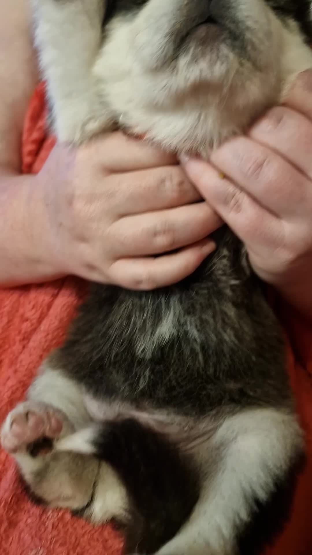 Mixed Breed dogs for sale: Stunning siberian husky cross coltriever pups  - Video 5