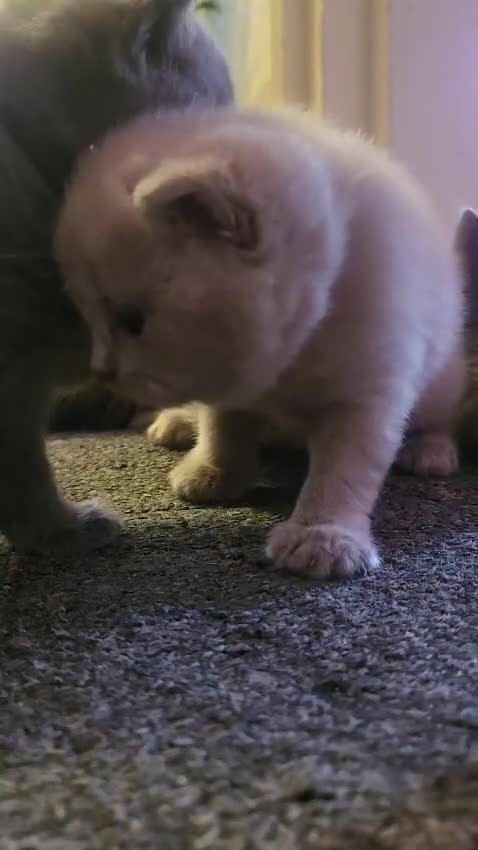 British Shorthair cats for sale: British shorthair kittens  - Video 1