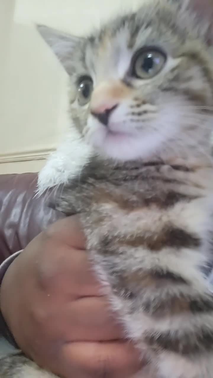 Domestic Shorthair cats for sale: Adorable precious kitten🤍 in Birmingham - Video 2