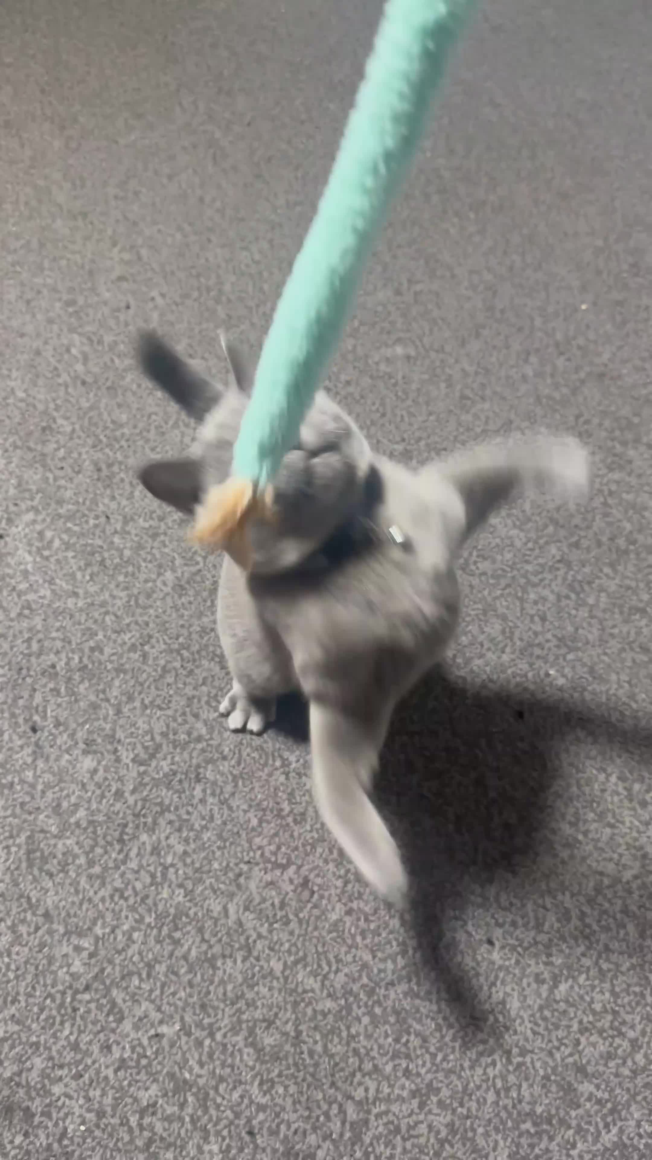British Shorthair cats for sale: Cat for rehoming  - Video 1