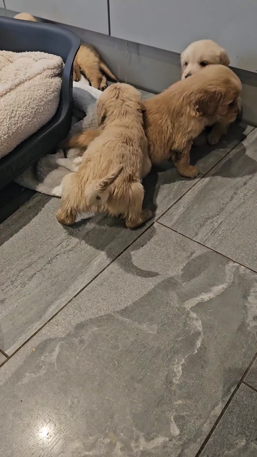 Golden Retriever dogs for sale: Golden retriever champion bloodline puppies. - Video 1