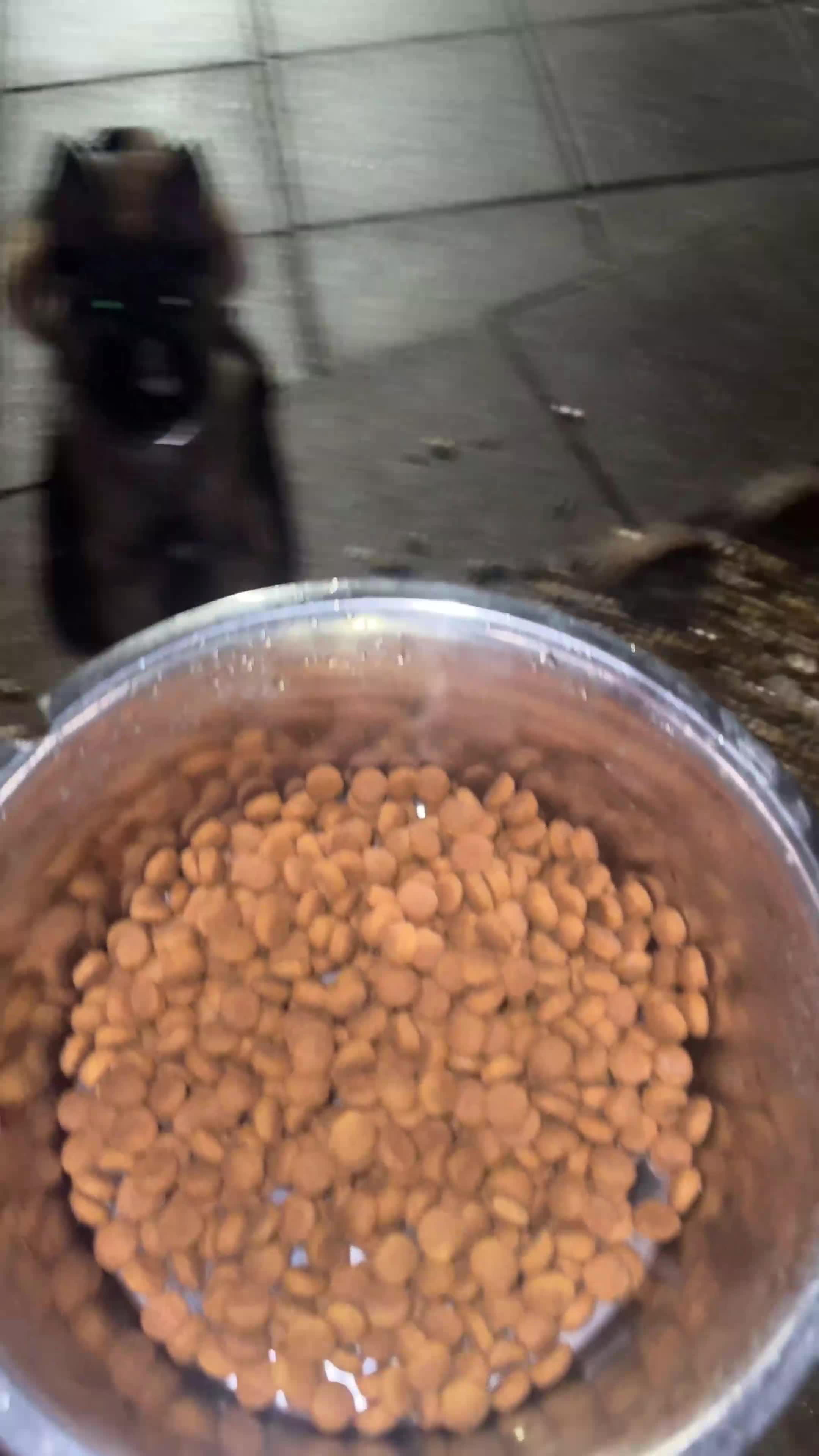 Belgian Shepherd Dog dogs for sale: Belgium Malinois Puppy 6 Months Old - Video 1