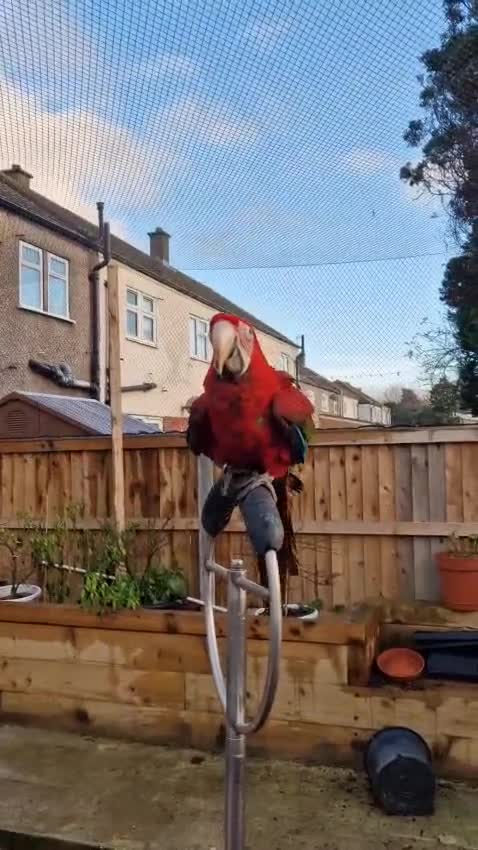 Parrots birds for sale: Super Tame Red-and-green macaw very friendly  - Video 1